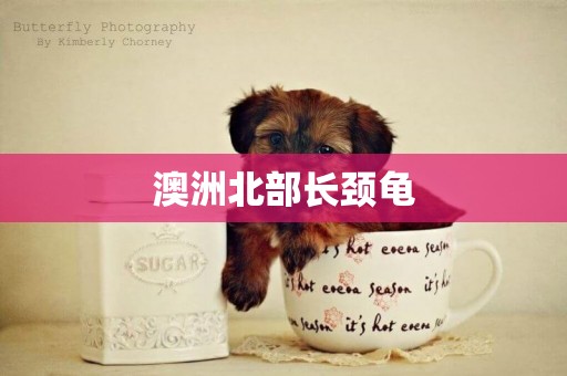 澳洲北部長頸龜