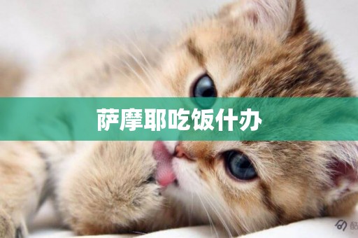 薩摩耶吃飯什辦