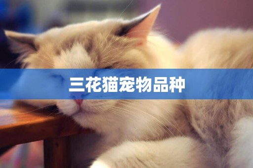 三花貓寵物品種