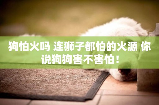 狗怕火嗎 連獅子都怕的火源 你說狗狗害不害怕！