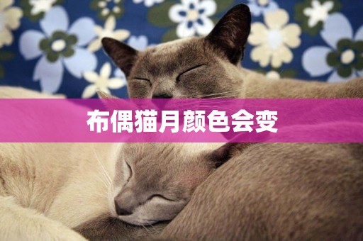 布偶貓月顏色會變