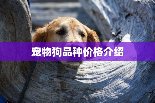 寵物狗品種價格介紹