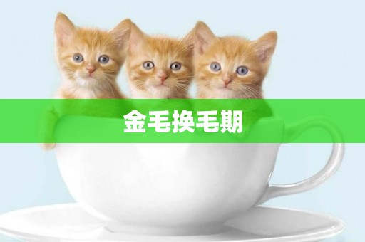金毛換毛期