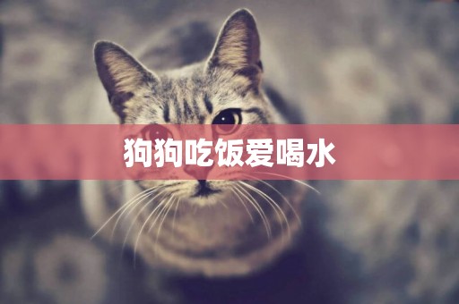 狗狗吃飯愛喝水