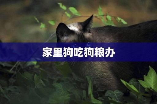 家里狗吃狗糧辦