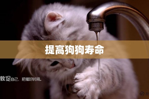 提高狗狗壽命