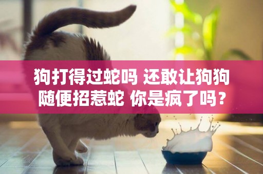 狗打得過蛇嗎 還敢讓狗狗隨便招惹蛇 你是瘋了嗎？
