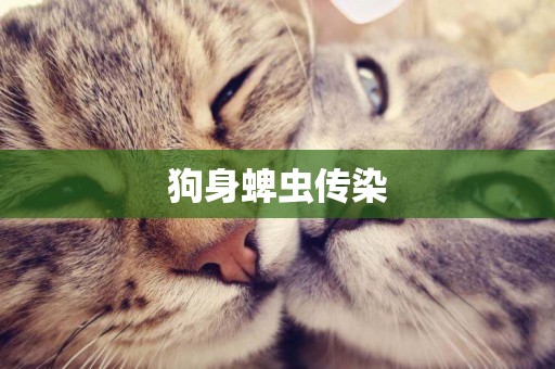 狗身蜱蟲傳染