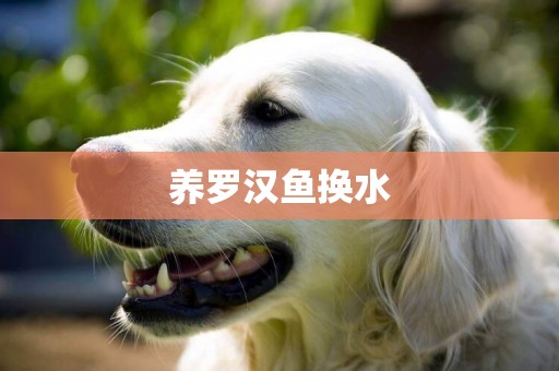 養羅漢魚換水