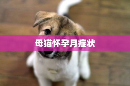 母貓懷孕月癥狀