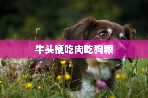 牛頭梗吃肉吃狗糧