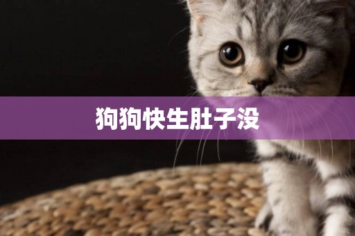 狗狗快生肚子沒