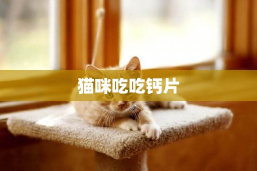 貓咪吃吃鈣片