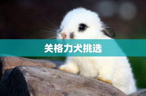 關格力犬挑選