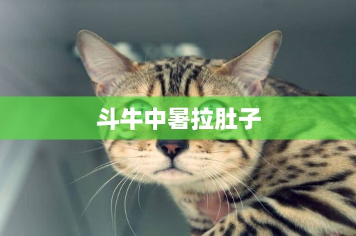 斗牛中暑拉肚子