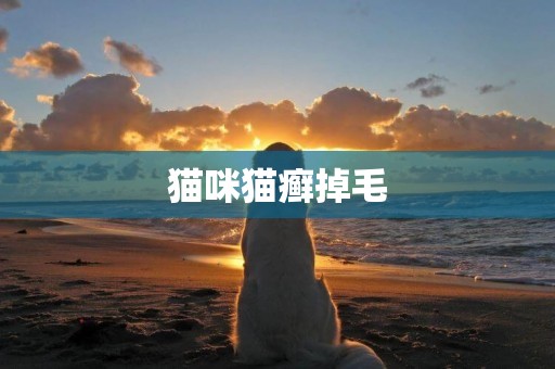 貓咪貓癬掉毛