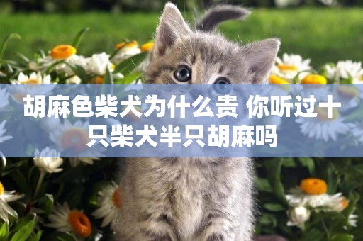 胡麻色柴犬為什么貴 你聽過十只柴犬半只胡麻嗎
