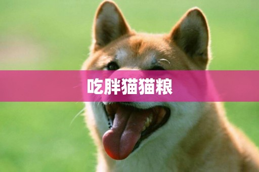 吃胖貓貓糧
