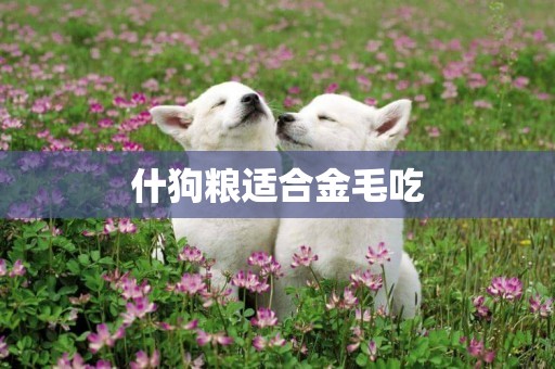 什狗糧適合金毛吃