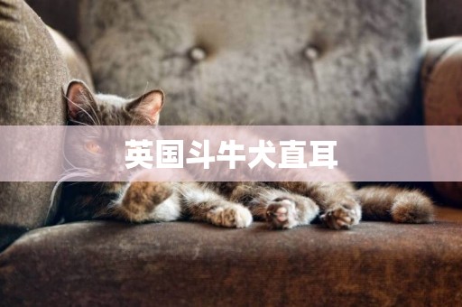 英國斗牛犬直耳