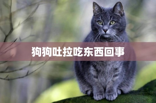 狗狗吐拉吃東西回事
