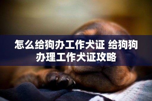 怎么給狗辦工作犬證 給狗狗辦理工作犬證攻略