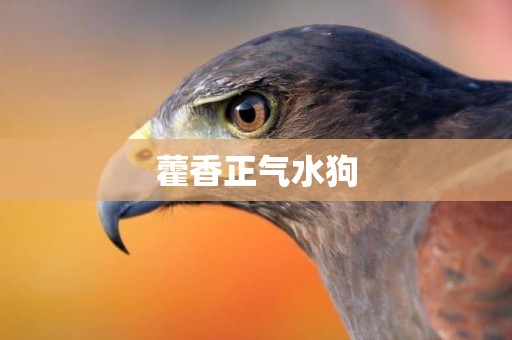 藿香正氣水狗