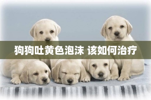 狗狗吐黃色泡沫 該如何治療