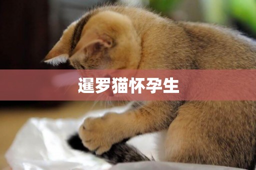 暹羅貓懷孕生
