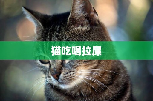 貓吃喝拉屎