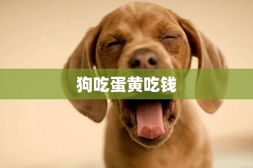 狗吃蛋黃吃錢