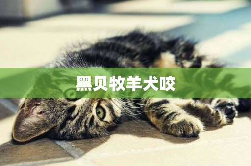 黑貝牧羊犬咬