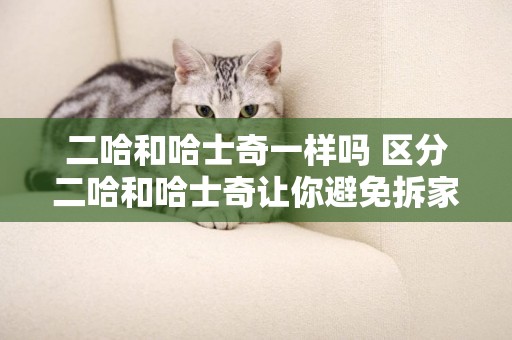 二哈和哈士奇一樣嗎 區分二哈和哈士奇讓你避免拆家困擾！