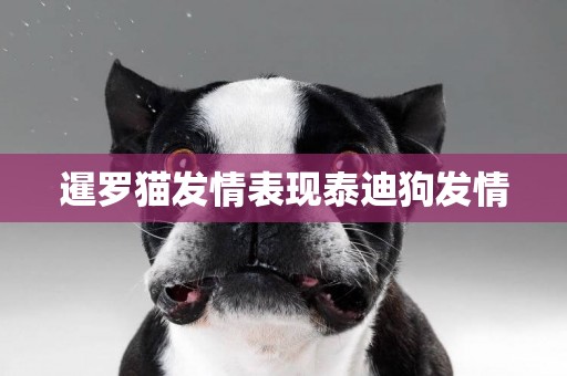 暹羅貓發情表現泰迪狗發情