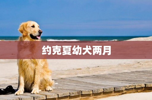 約克夏幼犬兩月