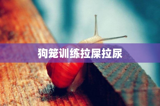 狗籠訓練拉屎拉尿