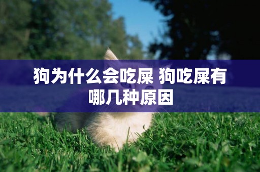 狗為什么會吃屎 狗吃屎有哪幾種原因 狗為什么會吃屎 狗吃屎有哪幾種原因