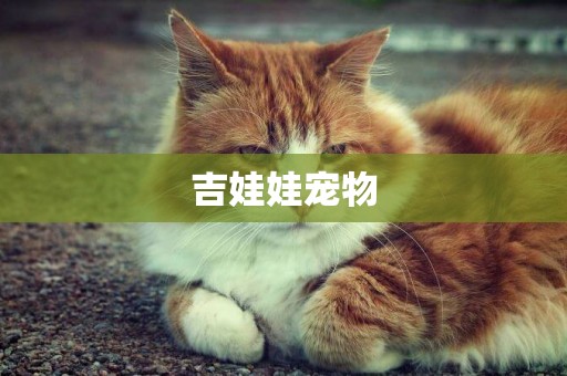 吉娃娃寵物