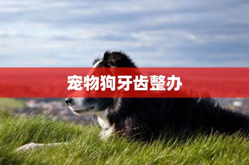 寵物狗牙齒整辦