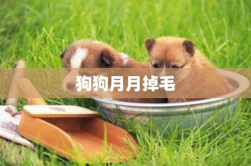 狗狗月月掉毛