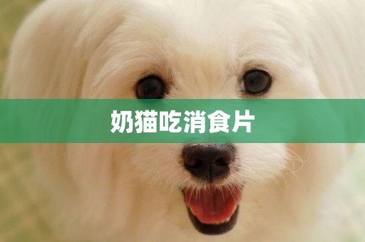奶貓吃消食片