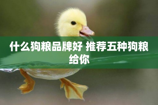 什么狗糧品牌好 推薦五種狗糧給你