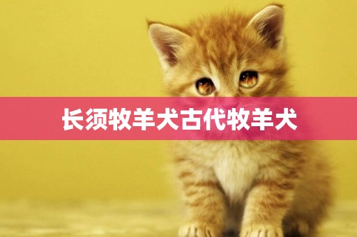長須牧羊犬古代牧羊犬
