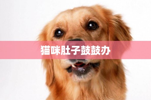 貓咪肚子鼓鼓辦