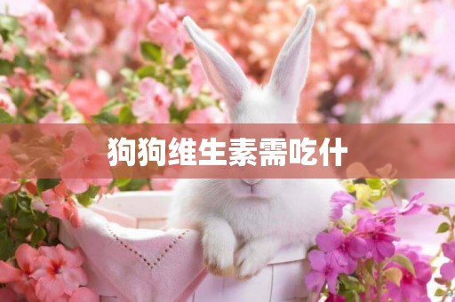 狗狗維生素需吃什