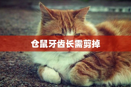 倉鼠牙齒長需剪掉