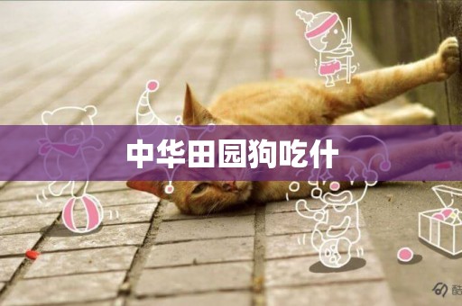 中華田園狗吃什
