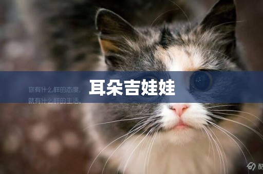 耳朵吉娃娃