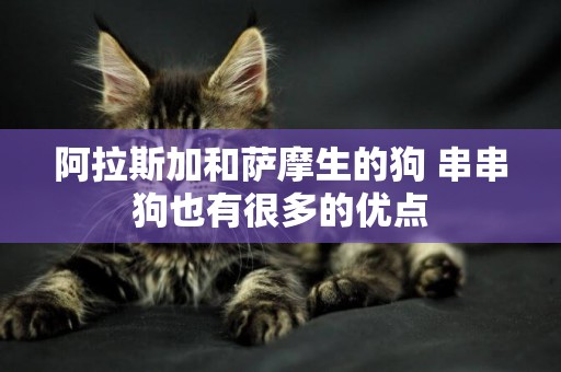 阿拉斯加和薩摩生的狗 串串狗也有很多的優點