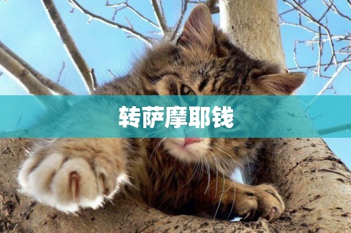 轉薩摩耶錢